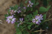 Trifolium resupinatum