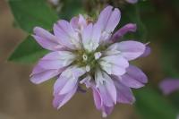 Trifolium resupinatum