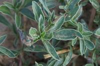 Amaranthus blitoides