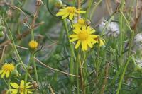 Senecio inaequidens