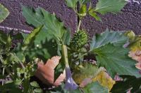 Datura stramonium