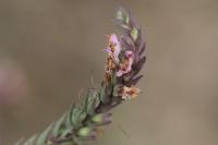 Odontites vernus