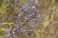 Prunus spinosa