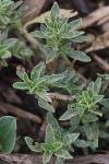 Amaranthus blitoides