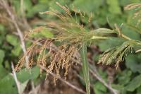 Panicum miliaceum