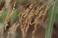 Panicum miliaceum