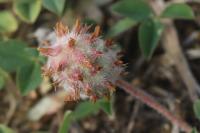 Trifolium fragiferum