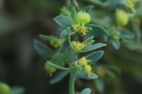 Euphorbia exigua