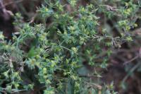 Euphorbia exigua