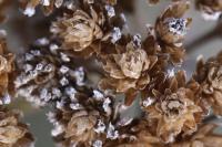 Achillea millefolium
