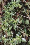 Amaranthus blitoides