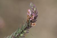 Odontites vernus