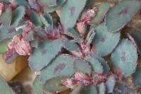 Euphorbia maculata