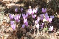 Cyclamen hederifolium