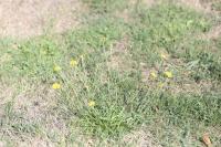 Scorzoneroides autumnalis