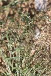 Eragrostis minor