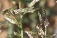 Eragrostis minor