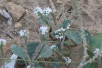 Heliotropium europaeum