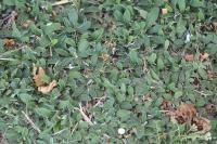 Pilosella officinarum