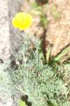 Eschscholzia californica