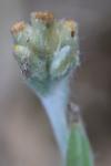 Laphangium luteoalbum