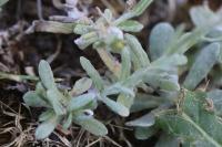 Laphangium luteoalbum