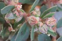 Euphorbia maculata