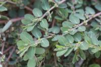 Euphorbia prostrata