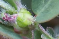 Euphorbia prostrata