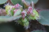 Euphorbia prostrata