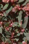 Euphorbia maculata