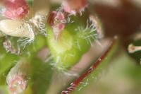 Euphorbia prostrata