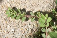 Euphorbia prostrata