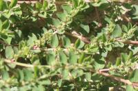 Euphorbia prostrata