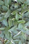 Pilosella officinarum