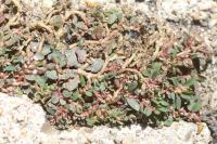 Euphorbia maculata
