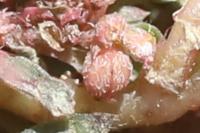 Euphorbia maculata