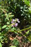 Galega officinalis