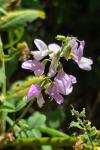 Galega officinalis