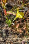 Oenothera biennis