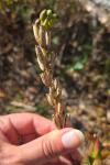 Oenothera biennis