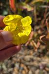 Oenothera biennis