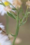 Erigeron annuus