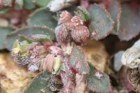 Euphorbia maculata