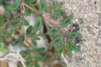 Euphorbia maculata