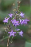 Campanula rapunculus