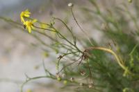 Senecio inaequidens