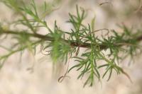 Senecio inaequidens
