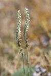 Spiranthes spiralis