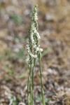 Spiranthes spiralis